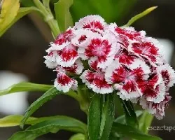 Dianthus