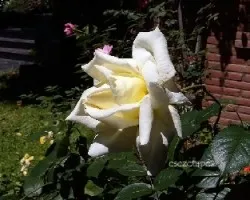 Unas rosas