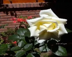 Unas rosas