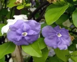 Brunfelsia australis