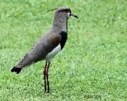 Vanellus chilensis 