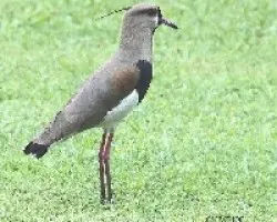 Tero