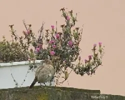 Furnarius rufus