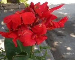 Canna indica