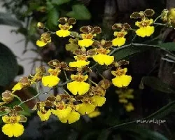 Oncidium