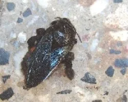 Abejorro