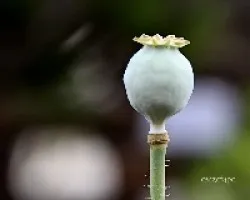 Fruto de Papaver