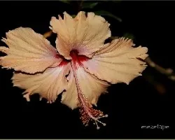 Hibiscus