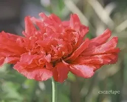 Papaver
