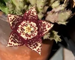 Stapelia variegada