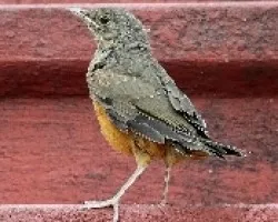 Amanecio en mi patio