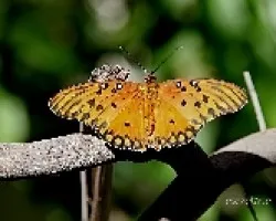 Mariposa