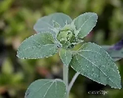 Futuro girasol