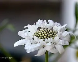 Cephalaria gigantea