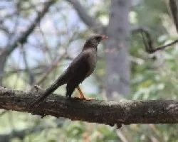 Turdus fuscater