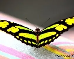 Mariposa
