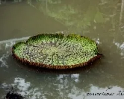 Victoria Amazonica