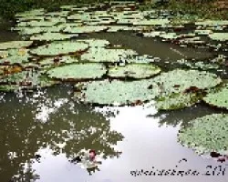 Victoria Regia