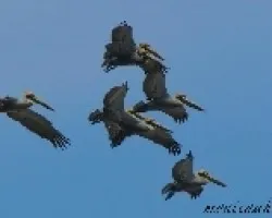 Pelicanos