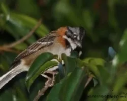 Zonotrichia capensis