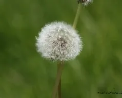 diente de leon (Taraxacum officinale)