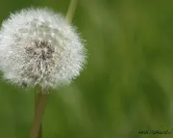 diente de leon (Taraxacum officinale)