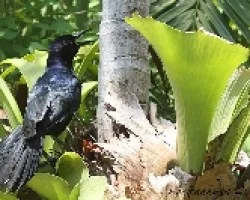 Quiscalus mexicanus