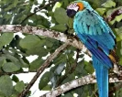 Ara ararauna