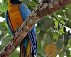 Ara ararauna