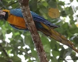 Ara ararauna