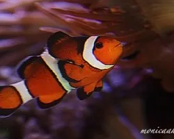 Amphiprion Percula