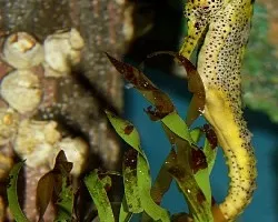 Hippocampus