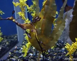 Phycodurus eques (dragon de mar foliado)