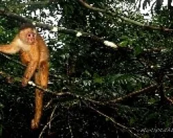 En la selva Amazonica