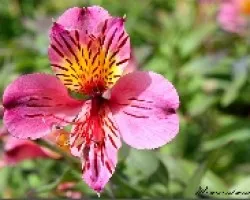 Flor