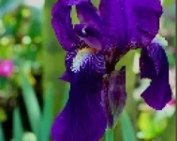 Flor