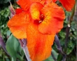 Flor