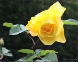 Rosa Amarilla