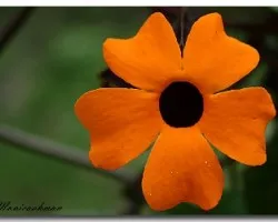 Thunbergia alata
