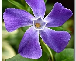 Vinca minor