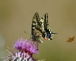 mariposa