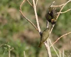 SEMILLERITO CARIAMARILLO