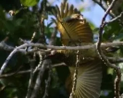 Carpintero