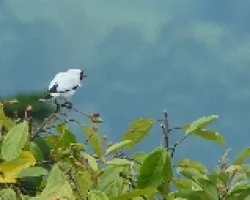 Titira Enmascarada