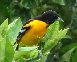 Cacicon (Naranjero)
