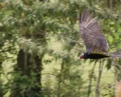 Aura Gallipavo