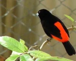 Tangara Lomiescarlata