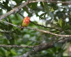Tangara Veranero