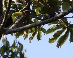 Ramphastos sulfuratus