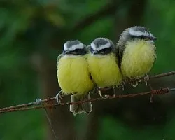 Myiozetetes similis